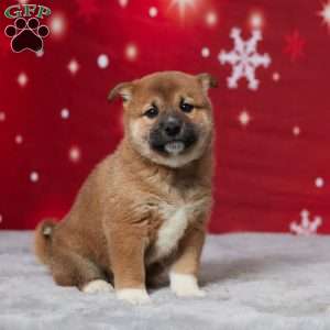 Buddy, Shiba Inu Puppy